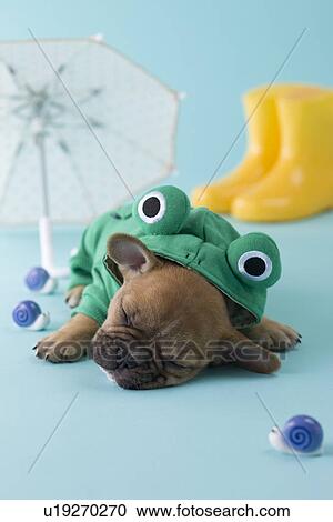 Stock Image - French Bulldog Puppy and Rainy Season. Fotosearch