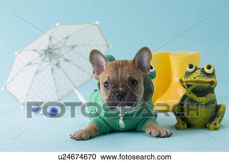 French Bulldog Puppy and Rainy Season View Large Photo Image Stock Image - French Bulldog Puppy and Rainy Season. Fotosearch