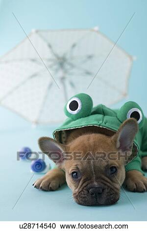 Stock Image - French Bulldog Puppy and Rainy Season. Fotosearch