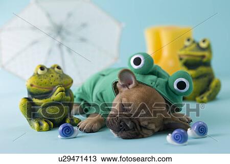 Stock Image - French Bulldog Puppy and Rainy Season. Fotosearch