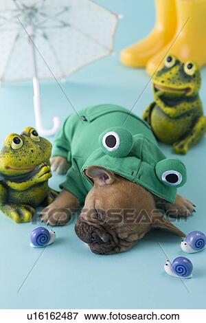 Stock Photo - French Bulldog Puppy and Rainy Season. Fotosearch