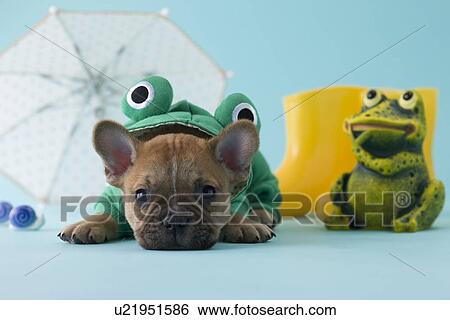 Stock Photograph - French Bulldog Puppy and Rainy Season. Fotosearch