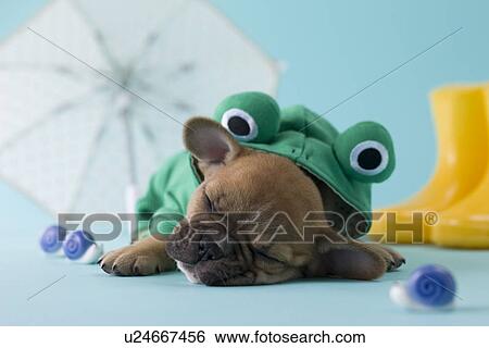 French Bulldog Puppy and Rainy Season View Large Photo Image Stock Photograph - French Bulldog Puppy and Rainy Season. Fotosearch