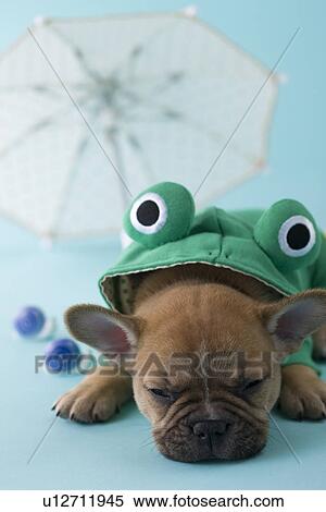 Stock Photography - French Bulldog Puppy and Rainy Season. Fotosearch