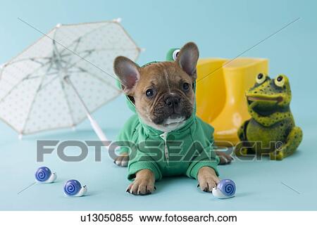 Stock Photography - French Bulldog Puppy and Rainy Season. Fotosearch