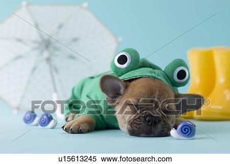 Stock Photography - French Bulldog Puppy and Rainy Season. Fotosearch