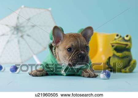 Stock Photography - French Bulldog Puppy and Rainy Season. Fotosearch