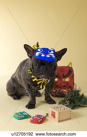 Stock Image - French Bulldog Puppy and Setsubun. Fotosearch