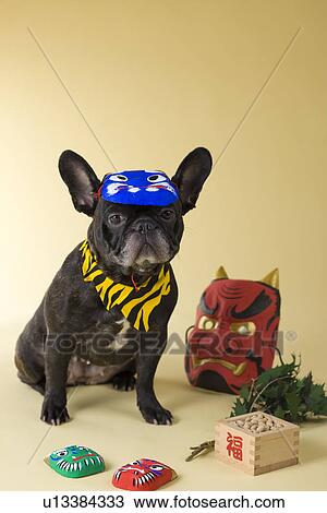 French Bulldog Puppy and Setsubun View Large Photo Image Stock Image - French Bulldog Puppy and Setsubun. Fotosearch
