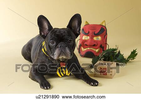 Stock Image - French Bulldog Puppy and Setsubun. Fotosearch