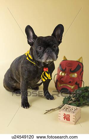 Stock Image - French Bulldog Puppy and Setsubun. Fotosearch