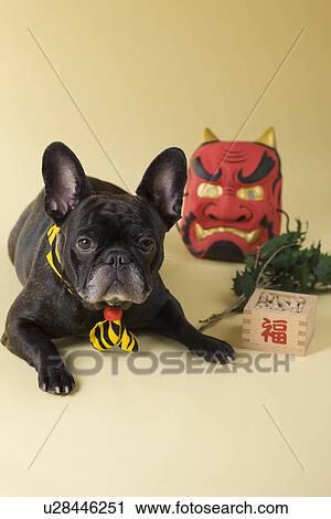 Stock Image - French Bulldog Puppy and Setsubun. Fotosearch