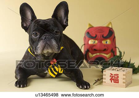 Stock Photo - French Bulldog Puppy and Setsubun. Fotosearch