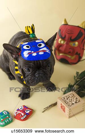 French Bulldog Puppy and Setsubun View Large Photo Image Stock Photo - French Bulldog Puppy and Setsubun. Fotosearch