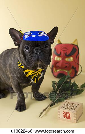 French Bulldog Puppy and Setsubun View Large Photo Image Stock Photograph - French Bulldog Puppy and Setsubun. Fotosearch