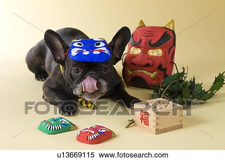 French Bulldog Puppy and Setsubun View Large Photo Image Stock Photography - French Bulldog Puppy and Setsubun. Fotosearch