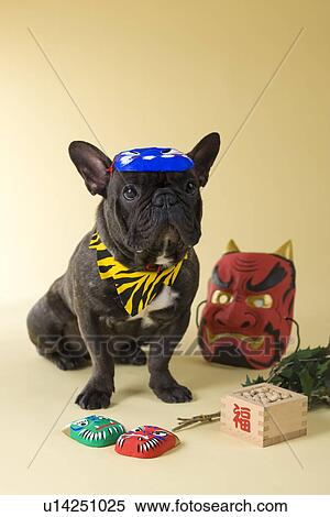 Stock Photography - French Bulldog Puppy and Setsubun. Fotosearch