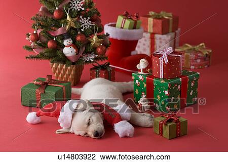 Stock Image - Golden Retriever Puppy and Christmas. Fotosearch