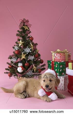 Golden Retriever Puppy and Christmas View Large Photo Image Stock Image - Golden Retriever Puppy and Christmas. Fotosearch