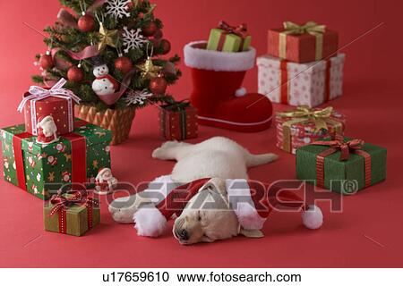 Stock Image - Golden Retriever Puppy and Christmas. Fotosearch