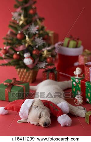 Stock Photo - Golden Retriever Puppy and Christmas. Fotosearch
