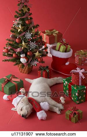 Stock Photo - Golden Retriever Puppy and Christmas. Fotosearch