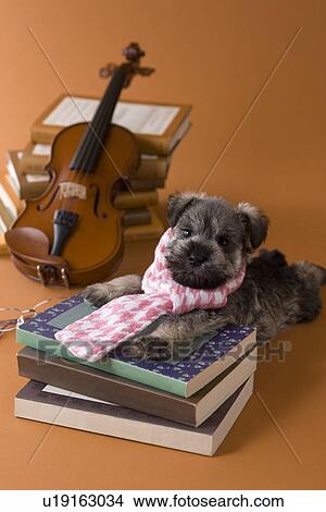 Picture - Miniature Schnauzer Puppy and Art. Fotosearch