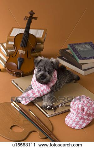 Stock Image - Miniature Schnauzer Puppy and Art. Fotosearch