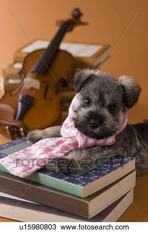 Stock Image - Miniature Schnauzer Puppy and Art. Fotosearch