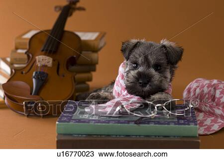 Stock Image - Miniature Schnauzer Puppy and Art. Fotosearch