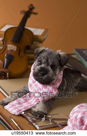 Stock Image - Miniature Schnauzer Puppy and Art. Fotosearch