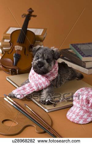 Stock Image - Miniature Schnauzer Puppy and Art. Fotosearch