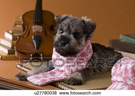 Miniature Schnauzer Puppy and Art View Large Photo Image Stock Photo - Miniature Schnauzer Puppy and Art. Fotosearch