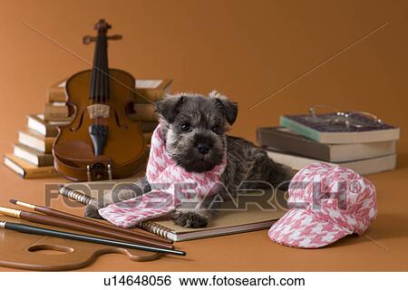Stock Photograph - Miniature Schnauzer Puppy and Art. Fotosearch