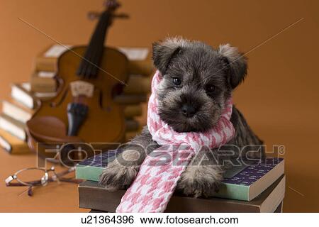 Miniature Schnauzer Puppy and Art View Large Photo Image Stock Photograph - Miniature Schnauzer Puppy and Art. Fotosearch