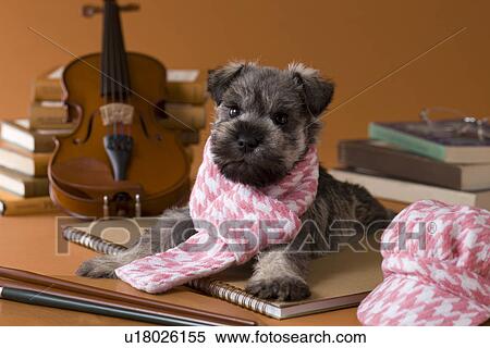 Stock Photography - Miniature Schnauzer Puppy and Art. Fotosearch