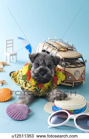 Stock Image - Miniature Schnauzer Puppy and Summer Vacation. Fotosearch