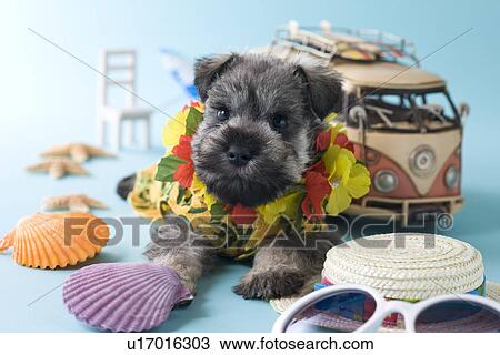 Miniature Schnauzer Puppy and Summer Vacation View Large Photo Image Stock Image - Miniature Schnauzer Puppy and Summer Vacation. Fotosearch