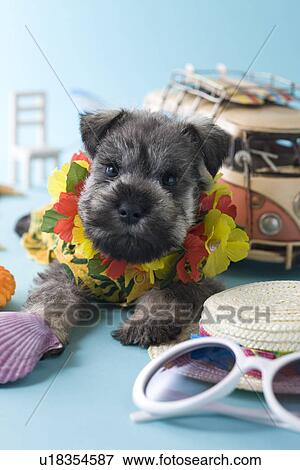 Miniature Schnauzer Puppy and Summer Vacation View Large Photo Image Stock Photo - Miniature Schnauzer Puppy and Summer Vacation. Fotosearch