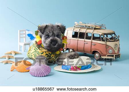 Stock Photo - Miniature Schnauzer Puppy and Summer Vacation. Fotosearch