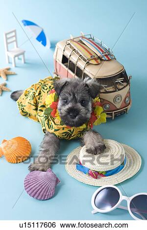 Miniature Schnauzer Puppy and Summer Vacation View Large Photo Image Stock Photograph - Miniature Schnauzer Puppy and Summer Vacation. Fotosearch