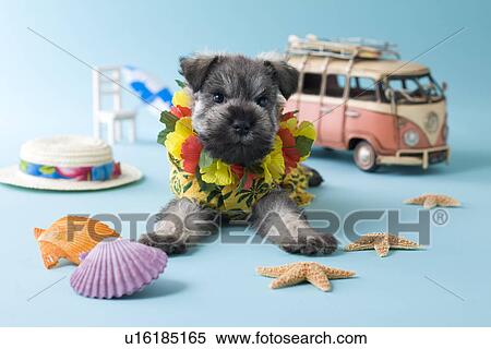 Stock Photography - Miniature Schnauzer Puppy and Summer Vacation. Fotosearch