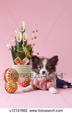 Stock Image - Papillon Puppy and Japanese New Year Celebration. Fotosearch