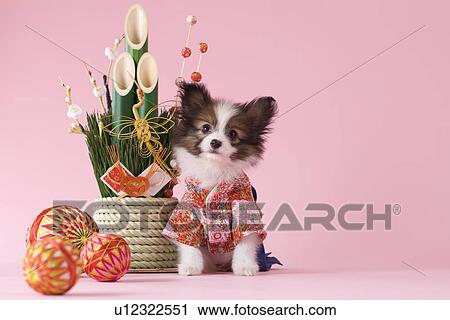 Papillon Puppy and Japanese New Year Celebration View Large Photo Image Stock Image - Papillon Puppy and Japanese New Year Celebration. Fotosearch