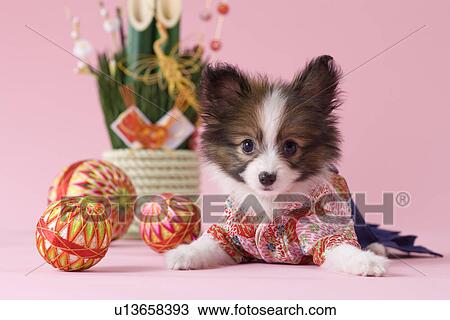 Papillon Puppy and Japanese New Year Celebration View Large Photo Image Stock Image - Papillon Puppy and Japanese New Year Celebration. Fotosearch