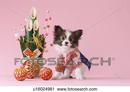 Stock Image - Papillon Puppy and Japanese New Year Celebration. Fotosearch