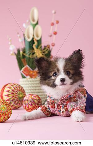 Papillon Puppy and Japanese New Year Celebration View Large Photo Image Stock Photo - Papillon Puppy and Japanese New Year Celebration. Fotosearch