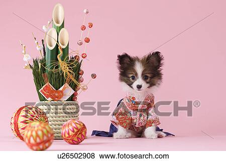 Papillon Puppy and Japanese New Year Celebration View Large Photo Image Stock Photo - Papillon Puppy and Japanese New Year Celebration. Fotosearch