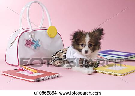Picture - Papillon Puppy and Stationery. Fotosearch