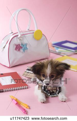 Stock Image - Papillon Puppy and Stationery. Fotosearch